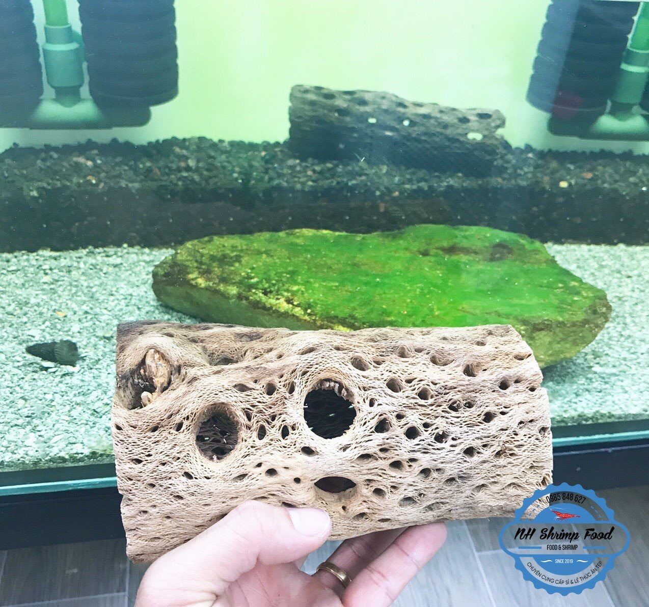 LŨA XƯƠNG RỒNG TEDDY BEAR CHOLLA CACTUS WOOD.