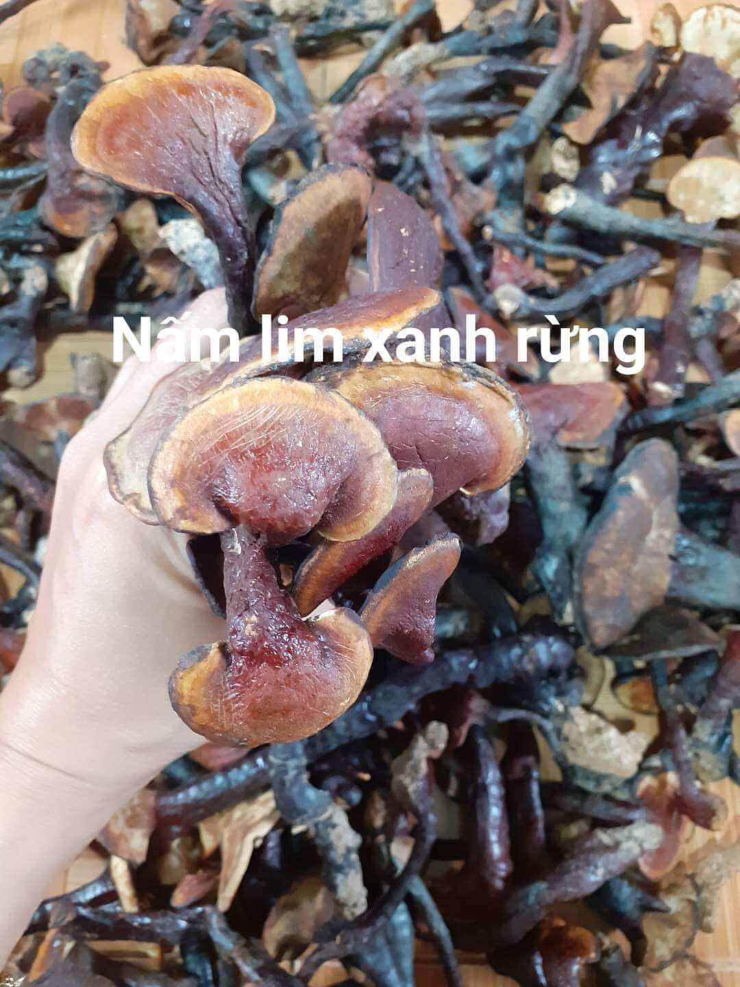 Nấm lim xanh rừng hàng chuẩn