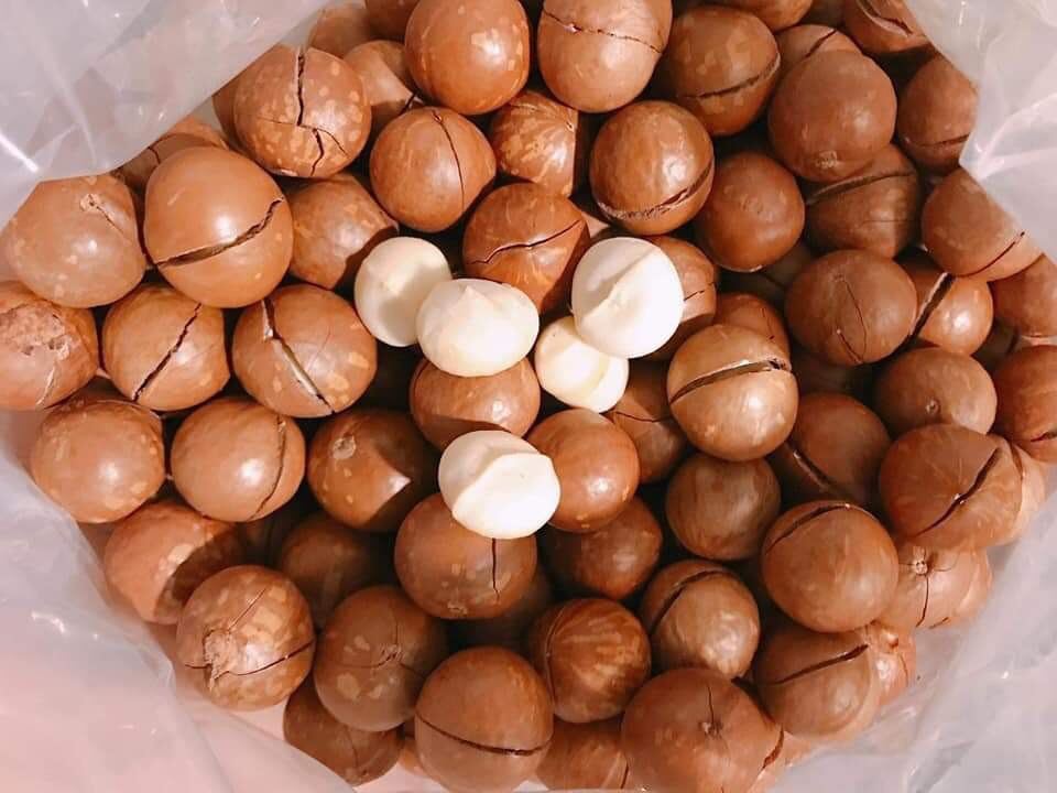 MACCA BI ĐẮK LẮK