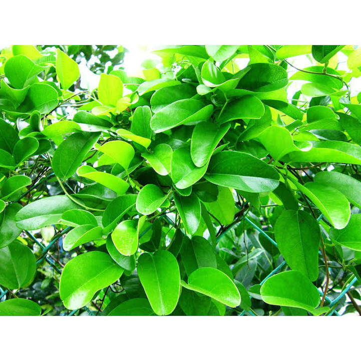 Cây giống Sâm vò làm sương sâm, thạch sâm mát