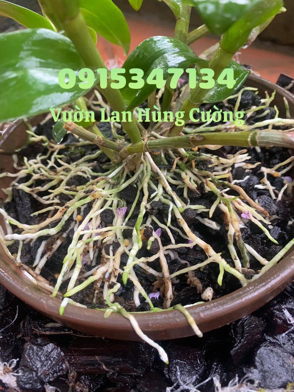 RA RỄ CỰC MẠNH BIO ROOT - CHAI 50ml