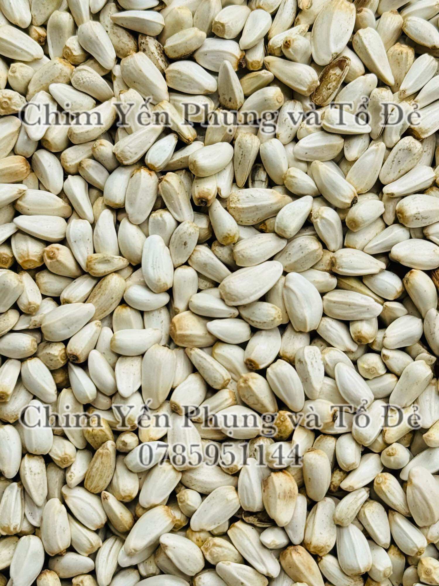 500g hạt kham trắng (Safflower Seed) cho thú cưng.
