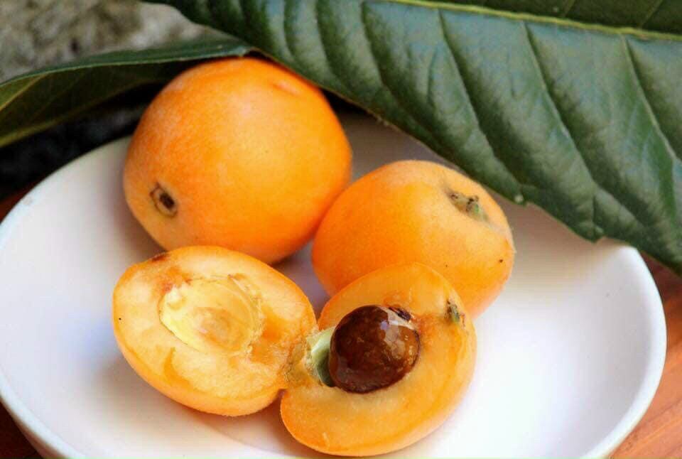 Cây giống biwa, tì bà, nhót Nhật
