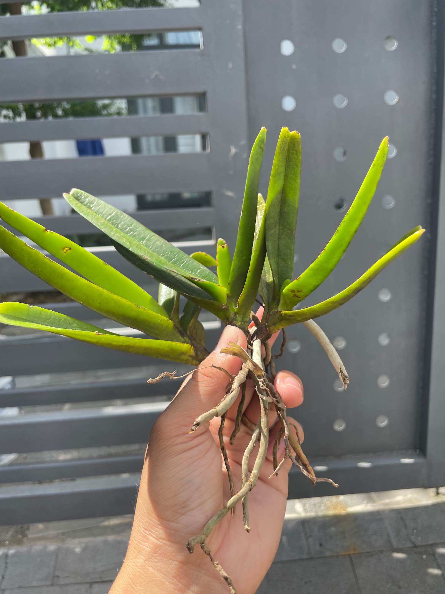3 CÂY LAN RỪNG QUẾ TÍM (hoa thơm phức) BAO SỐNG