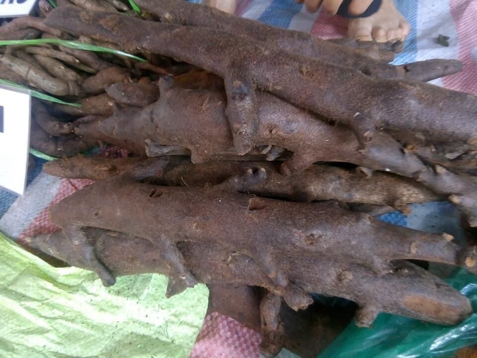 1kg Tắc kè đá (cốt toái bổ)