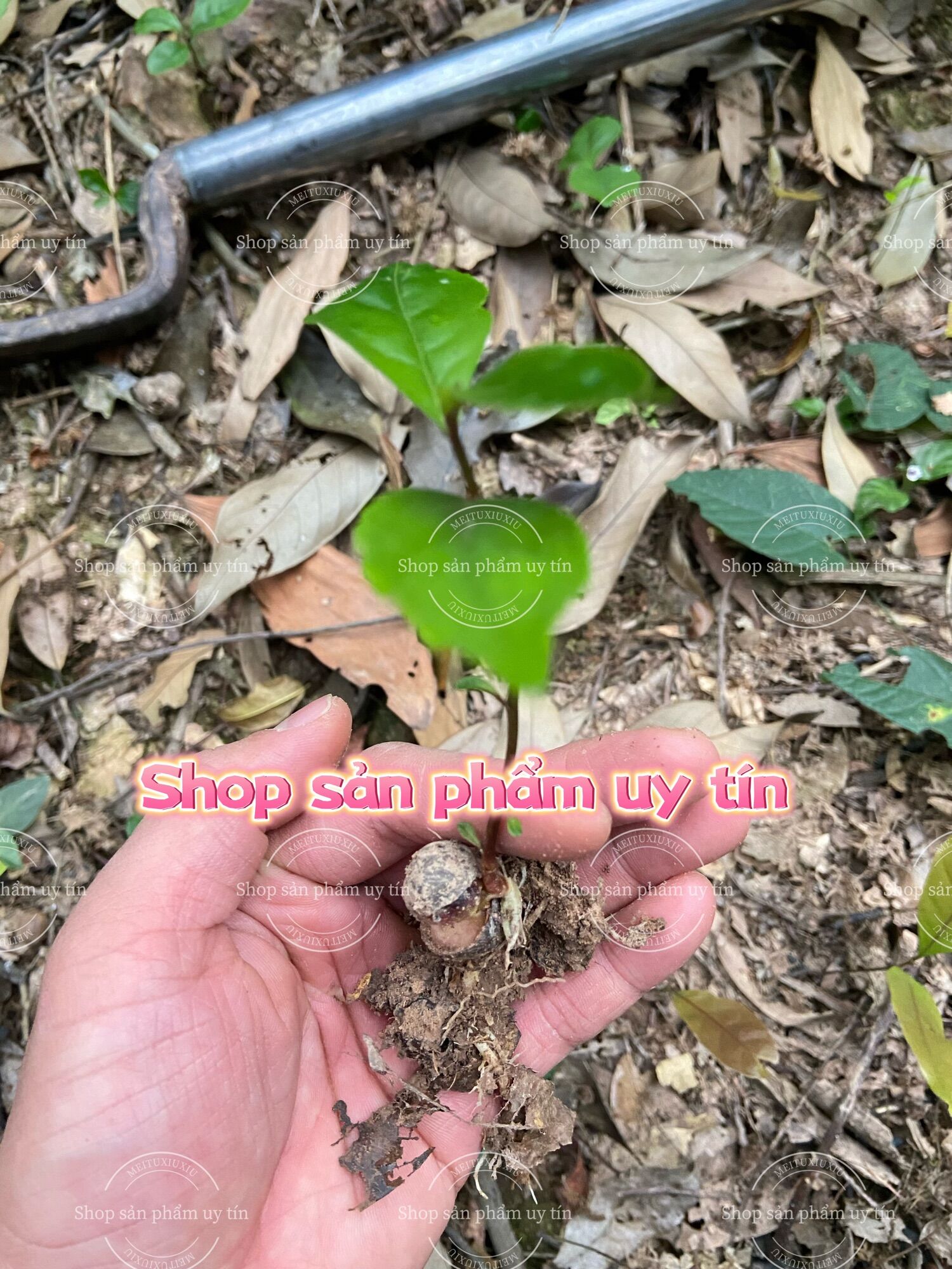 Hạt giống chè xanh (15 hạt )