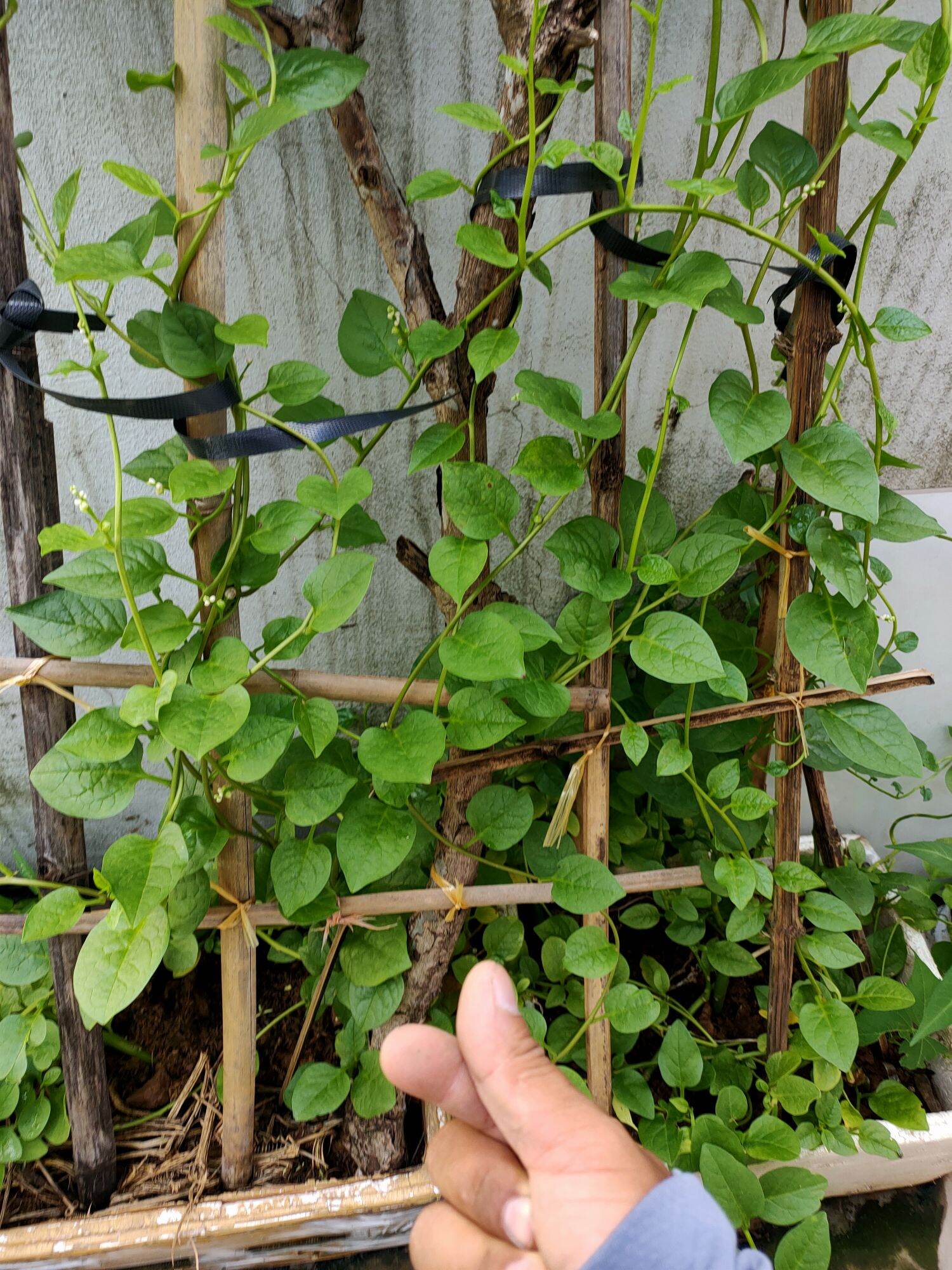 hạt giống rau mồng tơi [gói 20g]