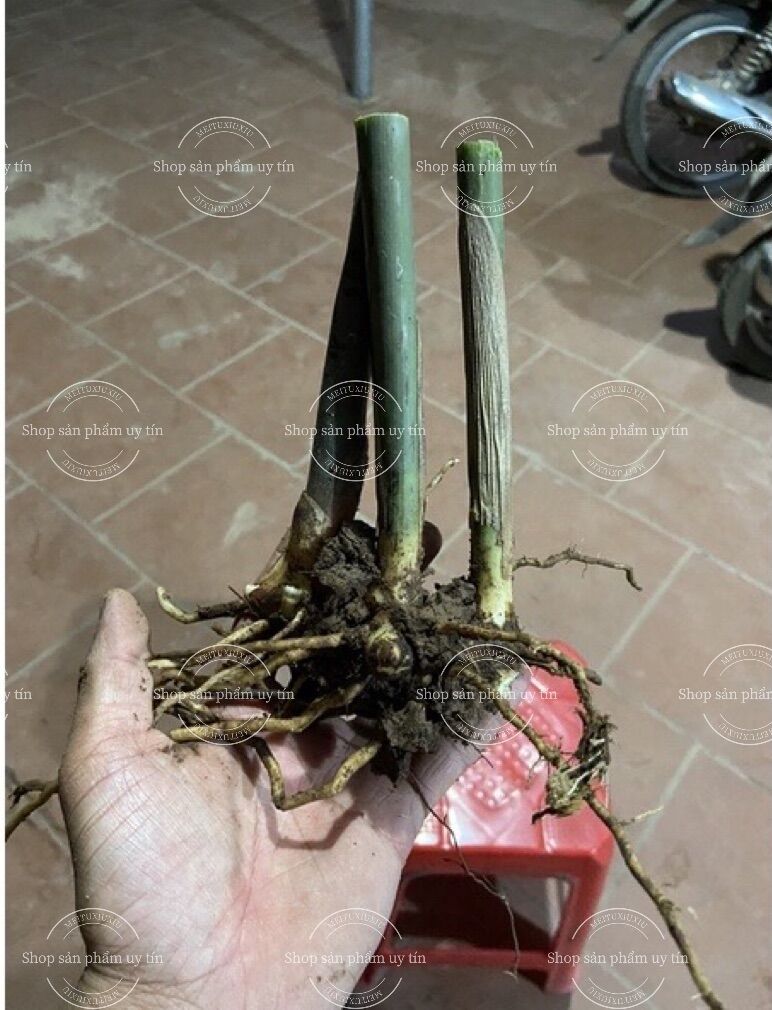 Củ riềng giống