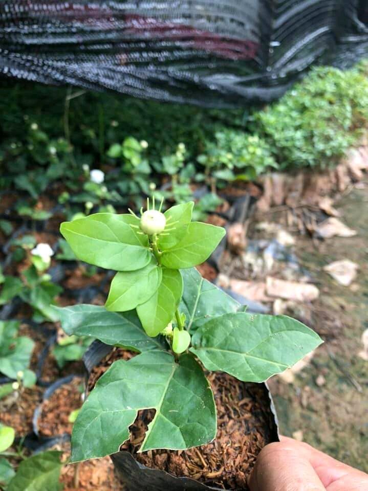 cây giống  nhài trắng hoa kép