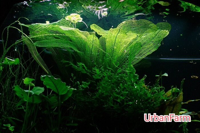 Cây choi lưới trồng trong bể thủy sinh