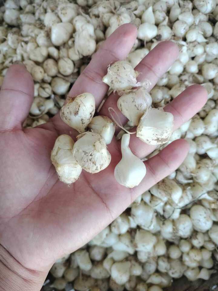 hành tăm( củ nén) loại to đẹp 1kg