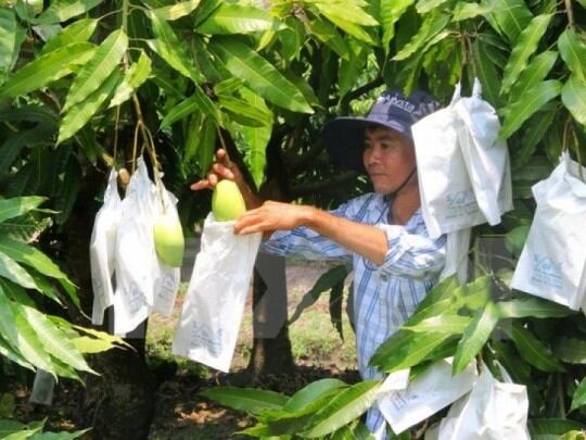 Túi giấy bọc xoài 50 cái