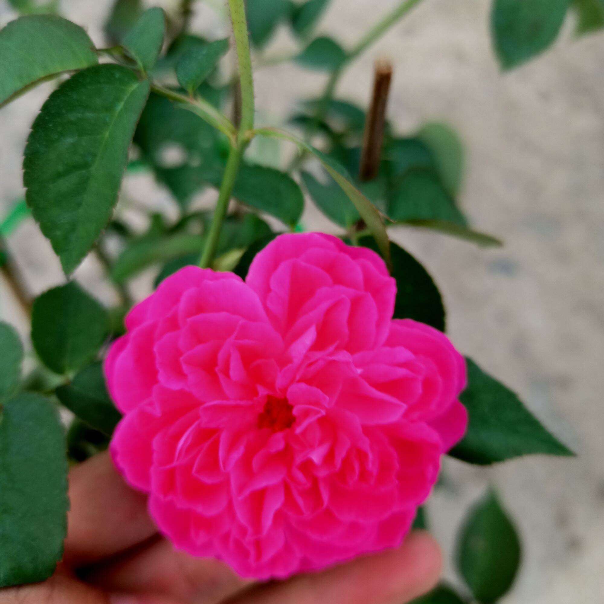 Chậu cây hoa hồng tường vy siêu nụ