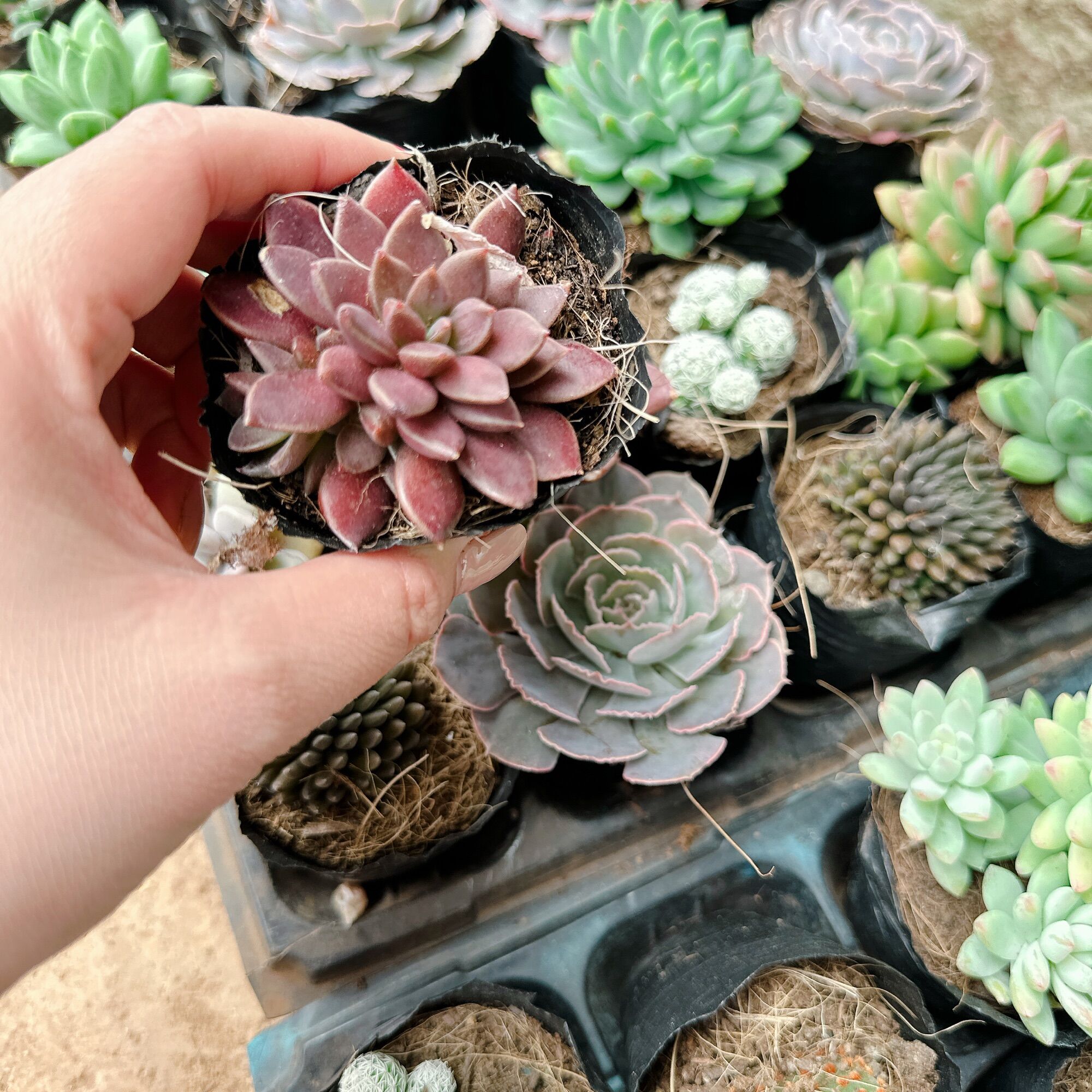 Sen đá mặt trăng size bầu 3-5cm