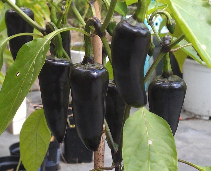 Hạt Ớt Jalapeno đen 2 Hạt  giống  chuẩn Tỉ lệ nẩy mầm cao