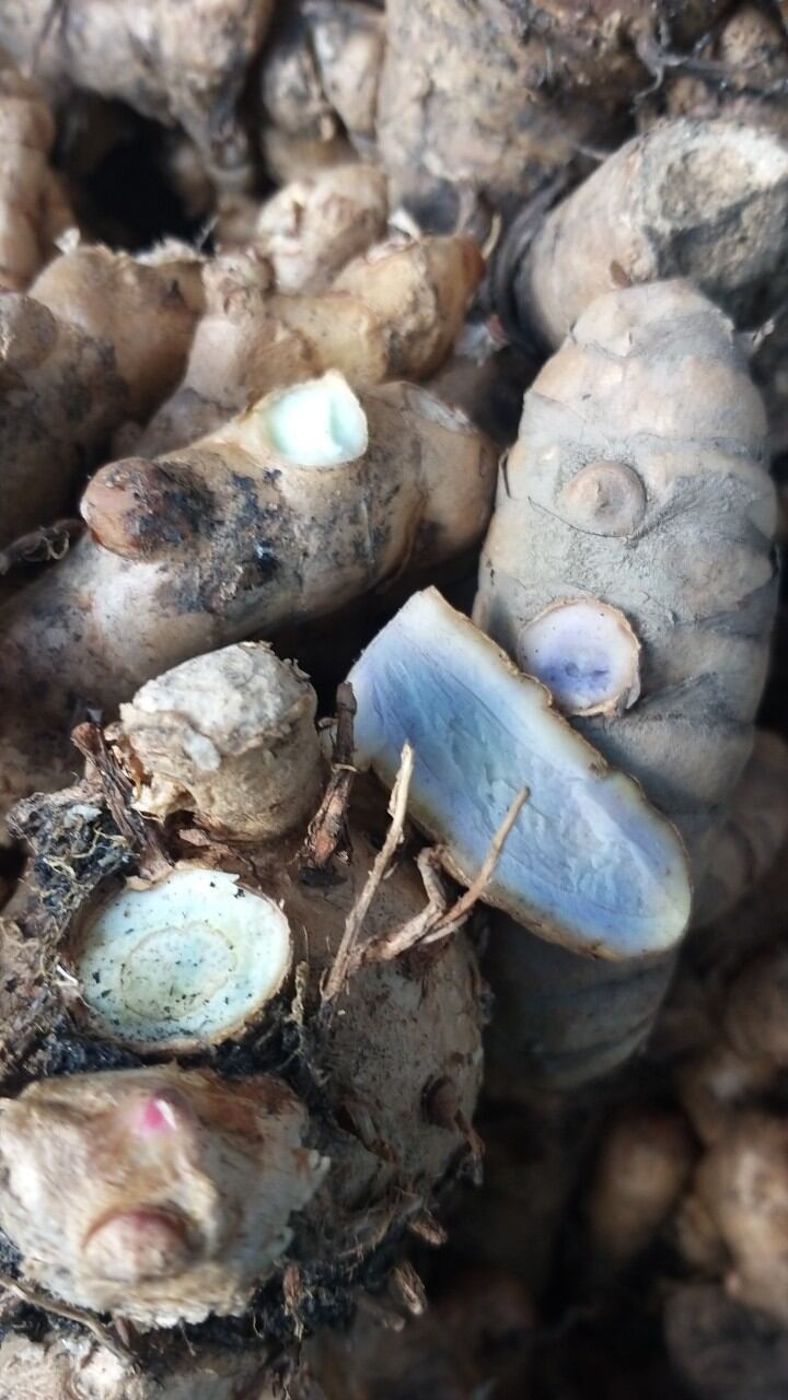 củ nghệ đen tươi 1kg