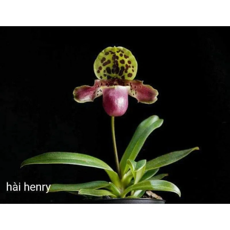 Sale+ Lan Hài Herry.