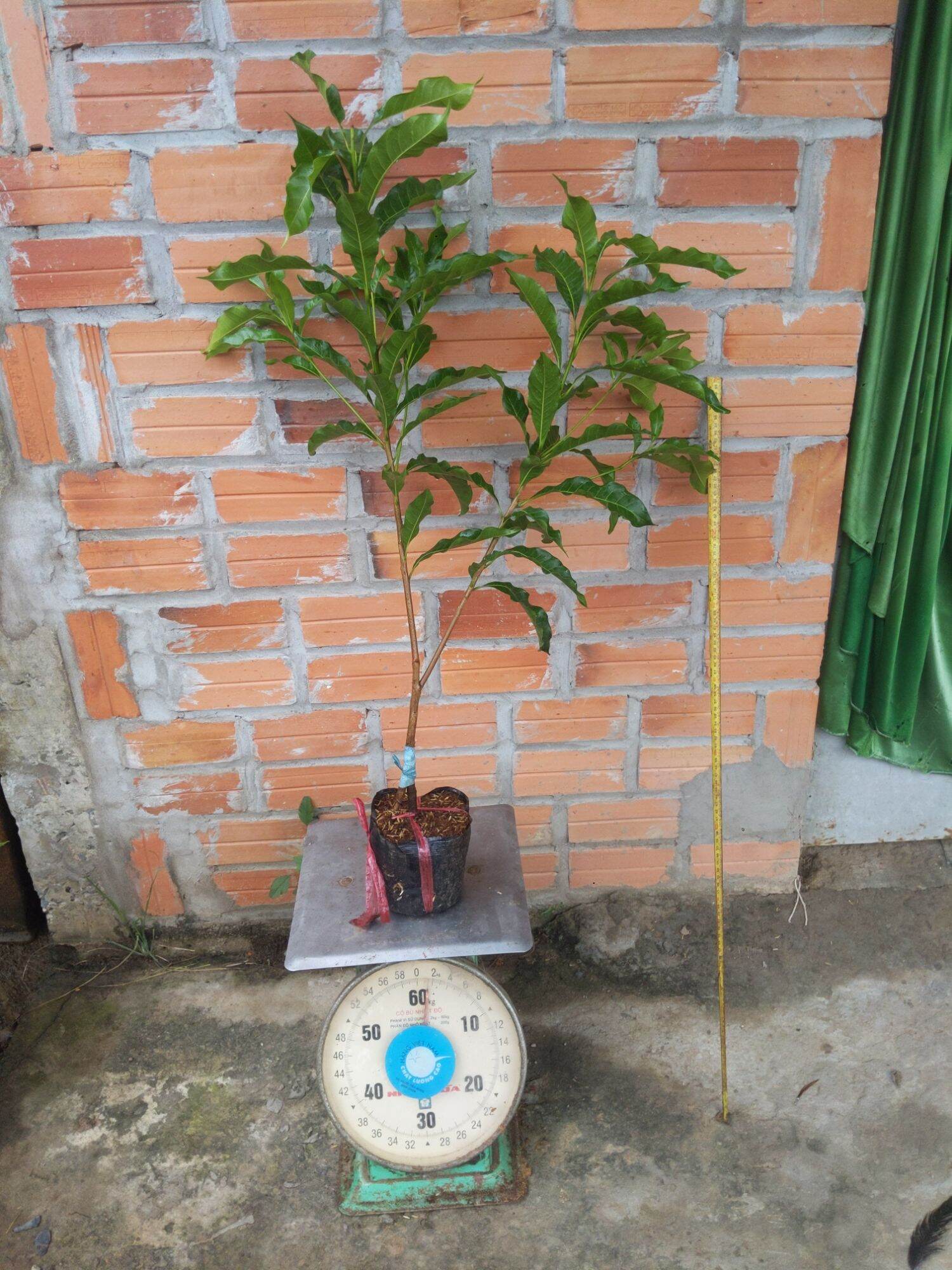 Cây giống vú sữa Hoàng Kim