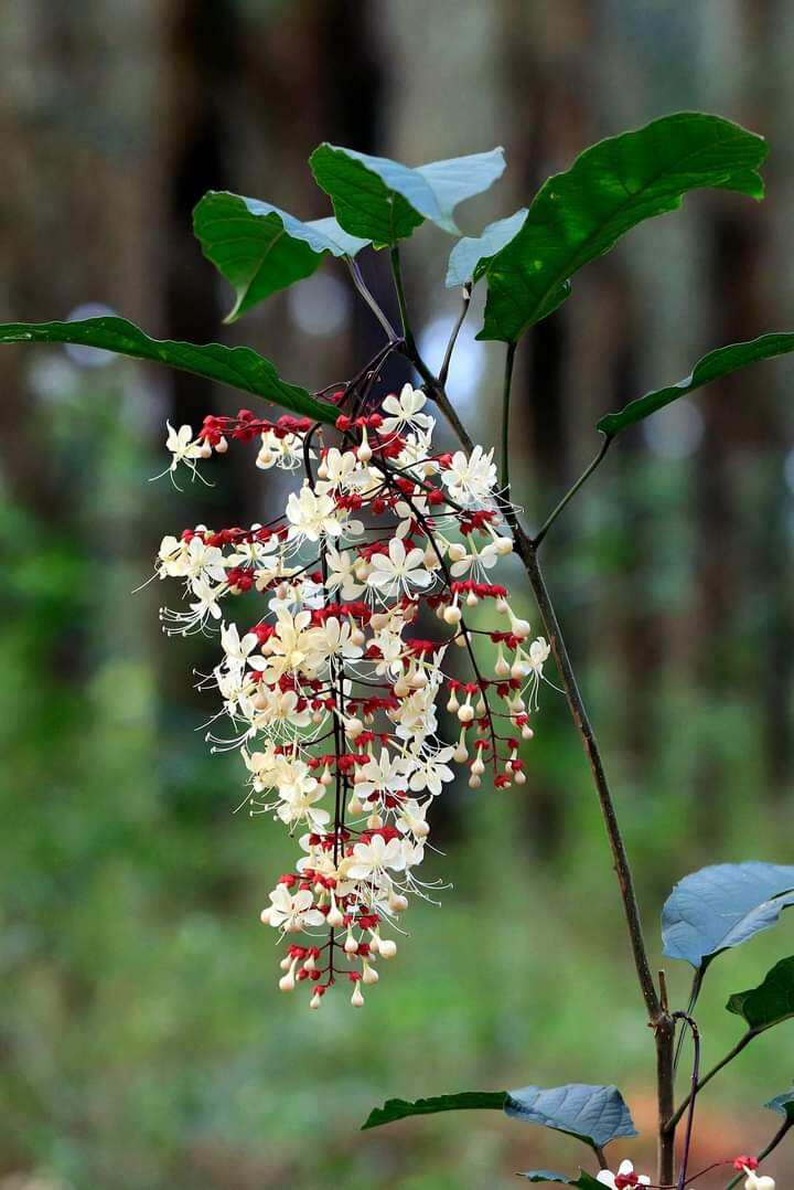 Dạ ngọc minh châu, cây giống