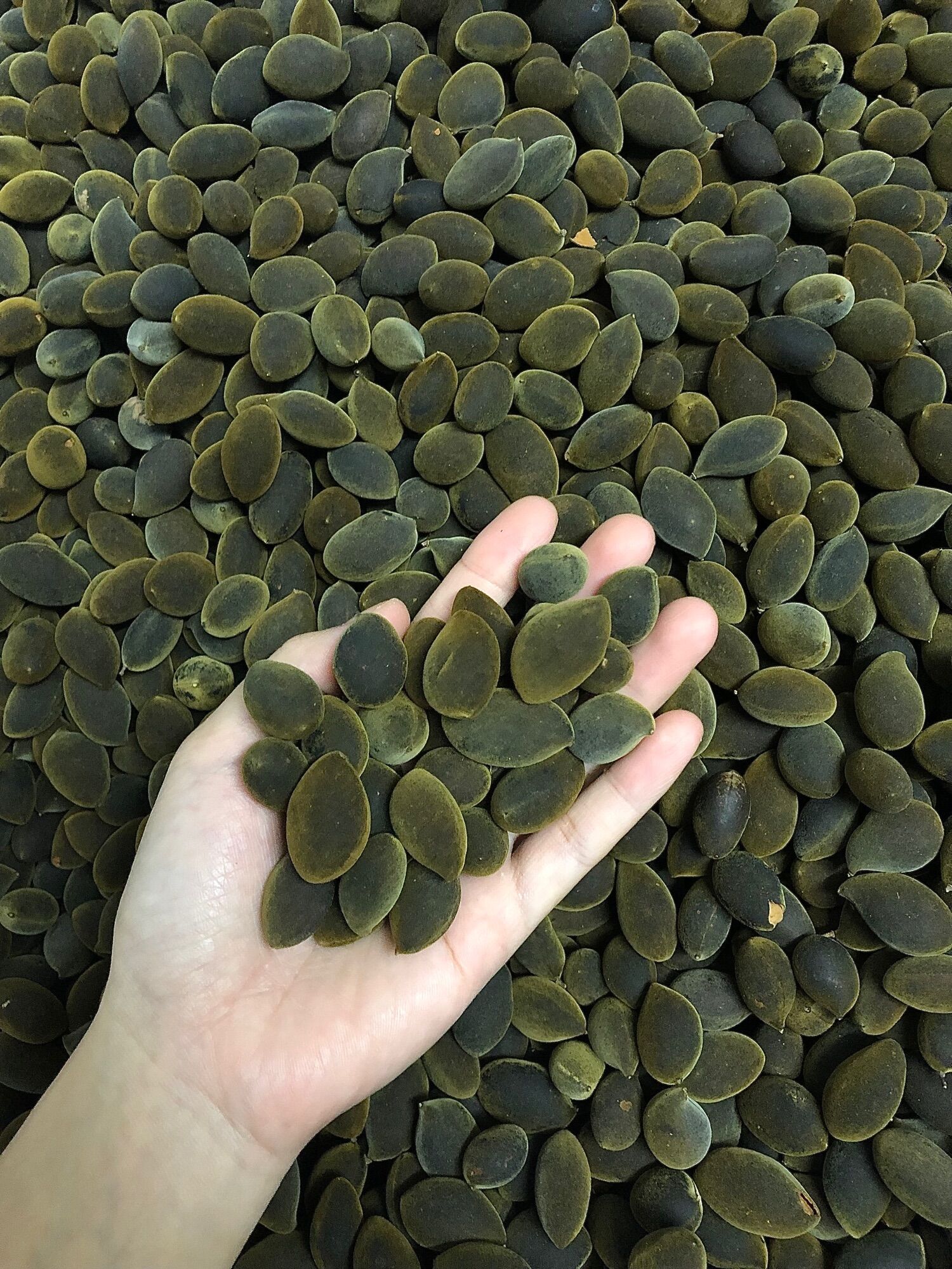 1kg say rừng