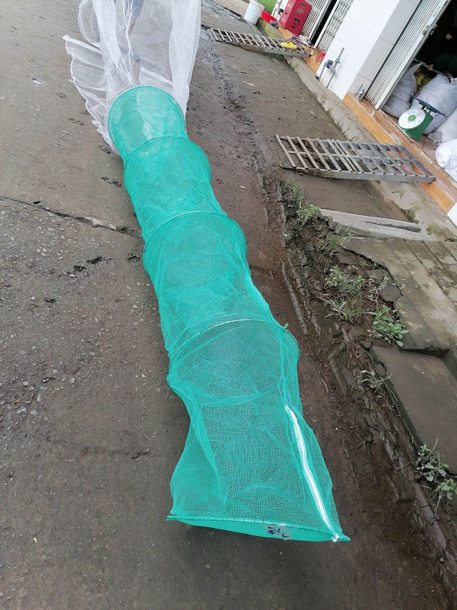 Dớn Trắng Bắt Cá ( ĐK 48cm ,3 hôm )