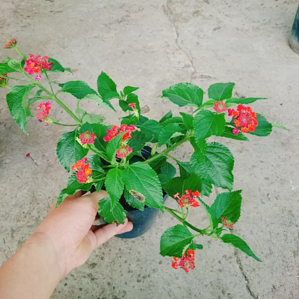 Hoa ngũ sắc đỏ ( hoa trâm ổi đỏ)