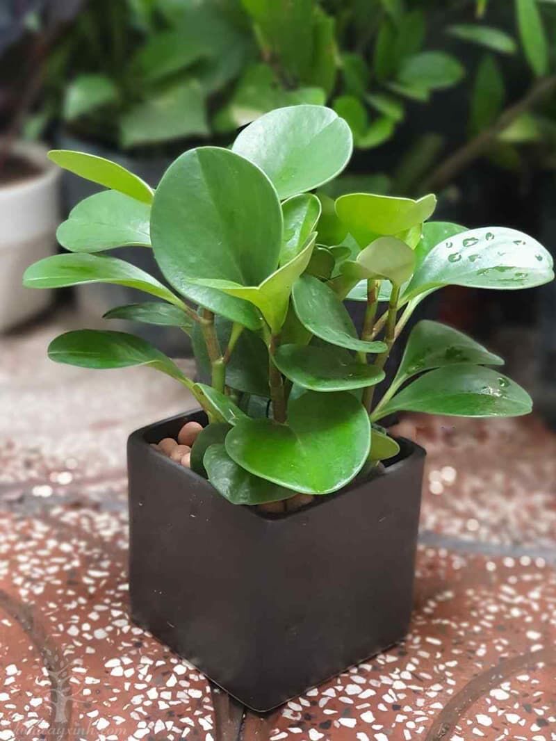 Cây trường sinh xanh để bàn