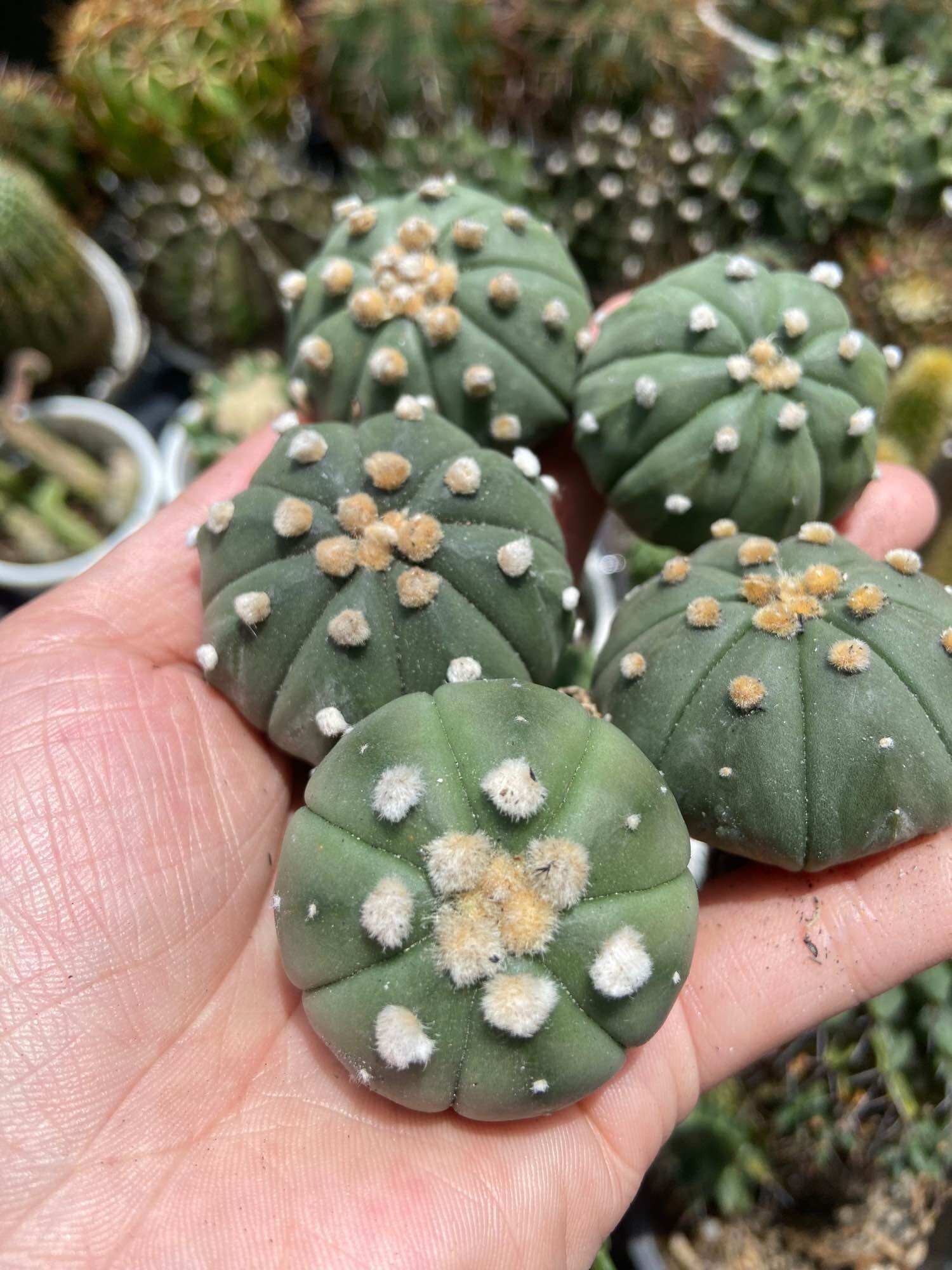 [HCM]Xương Rồng Aster 3-4cm