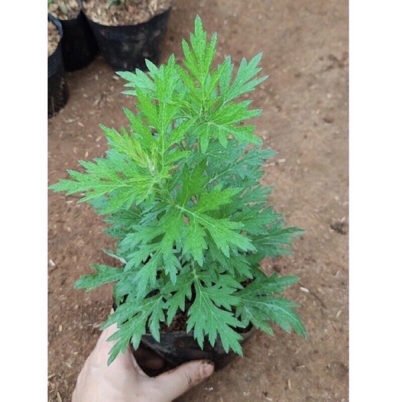 Cây ngải cứu