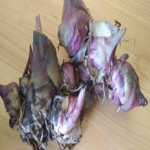 Củ dong riềng đỏ tươi 01 kg. Lh 0982 772 015