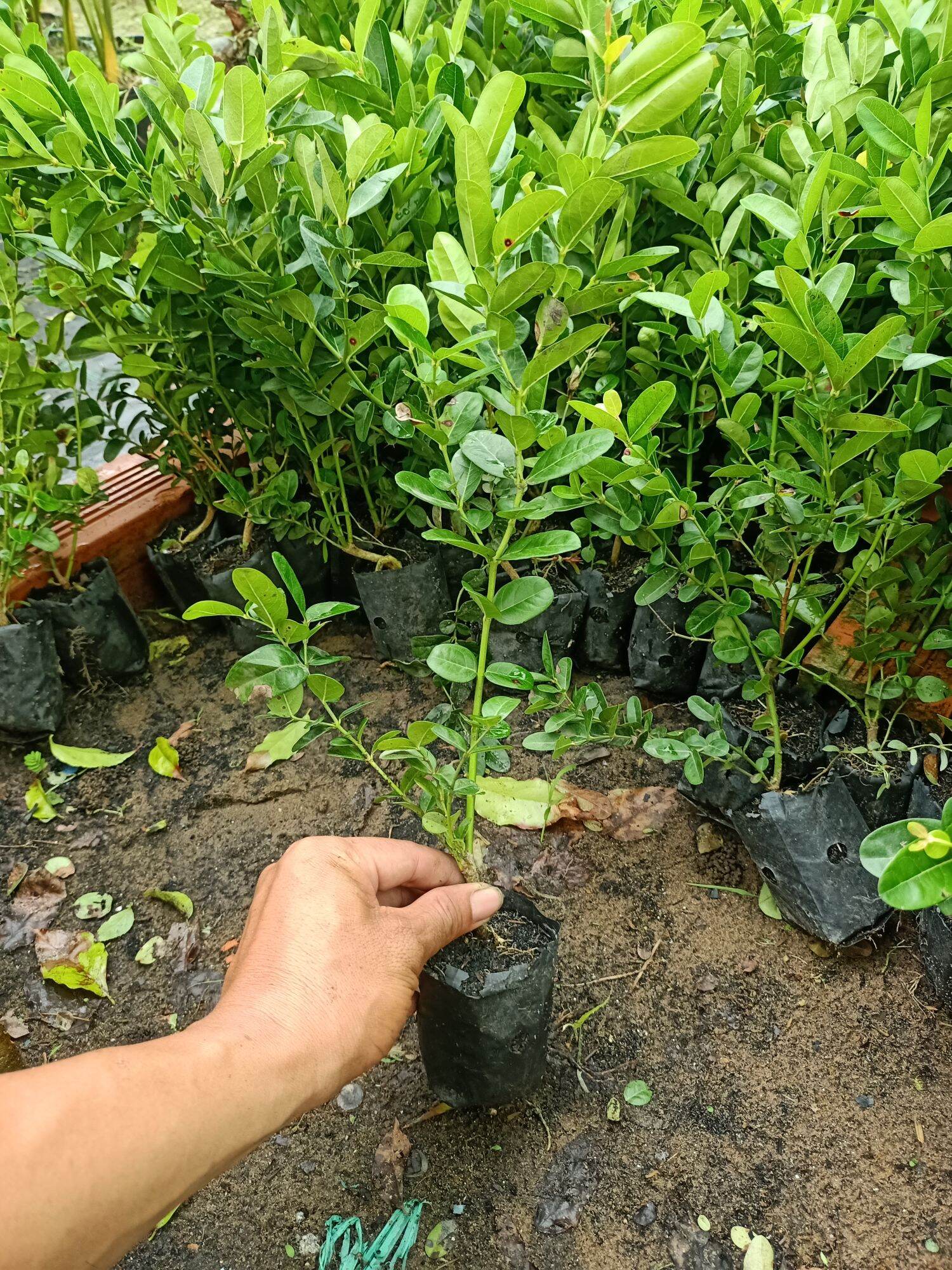 cây siro giống