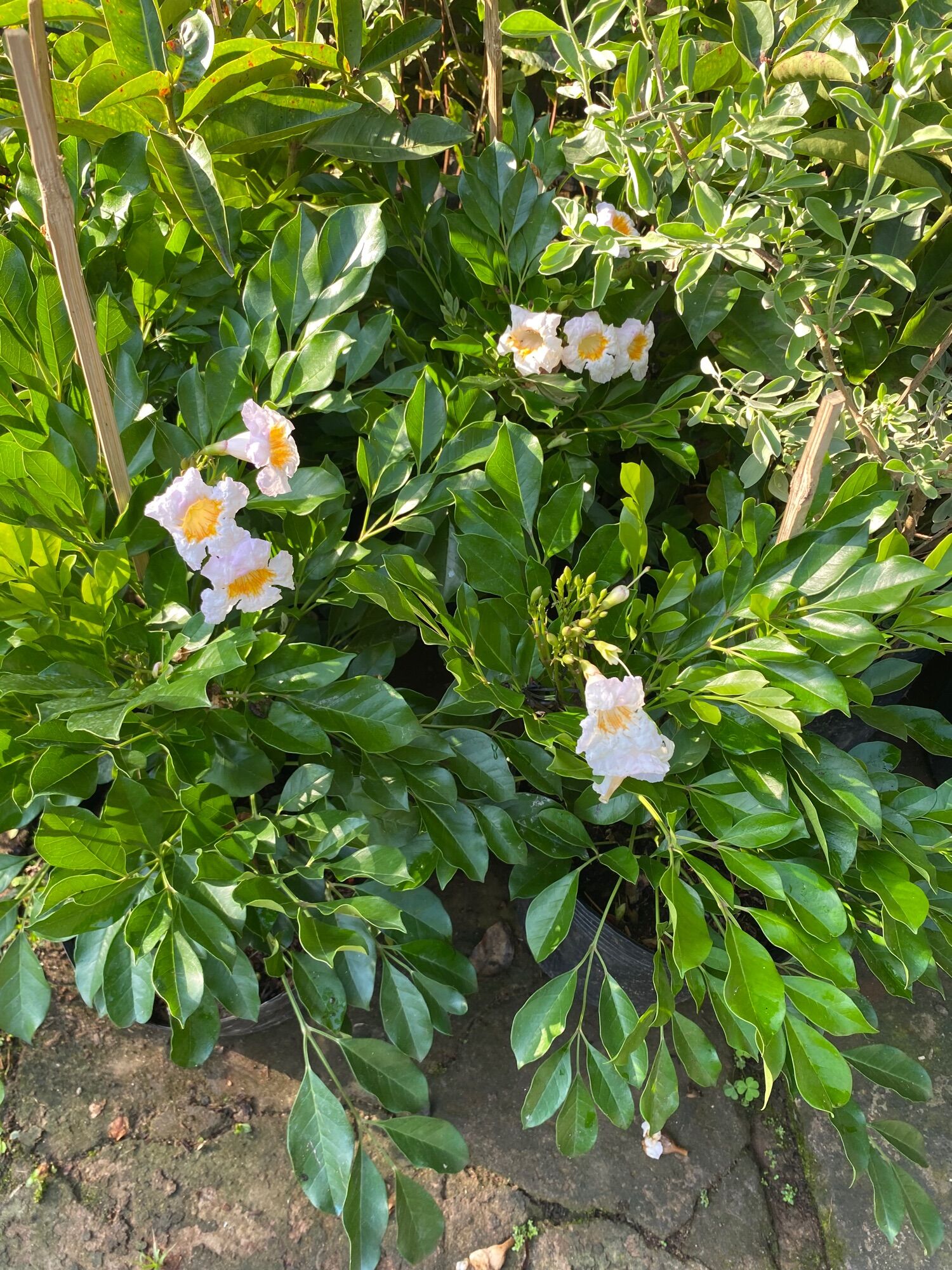 Chậu Nguyệt quế thái