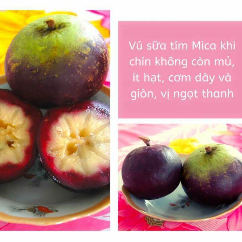 cây giống Vú Sữa  Mika....chuẩn giống