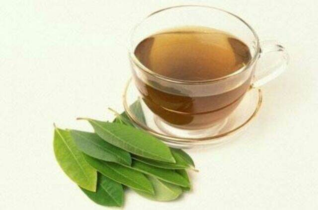 Cây Vối nếp thơm, uống ngon