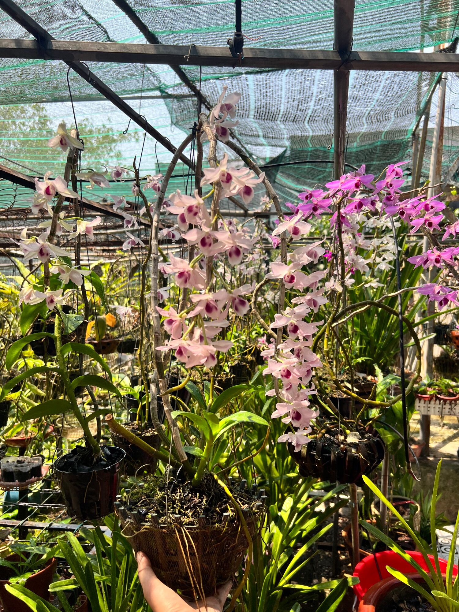 Phi Điệp kie con các màu
