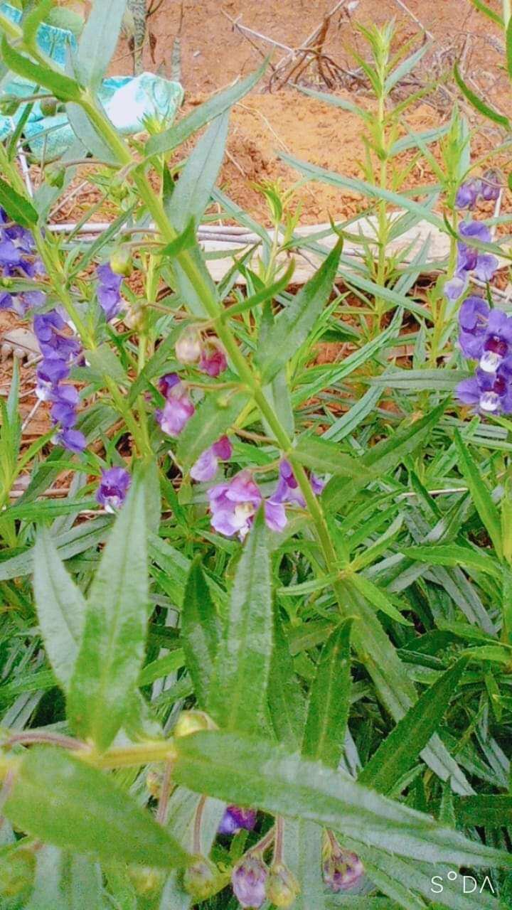 2 bầu cây hoa violet cổ thơm
