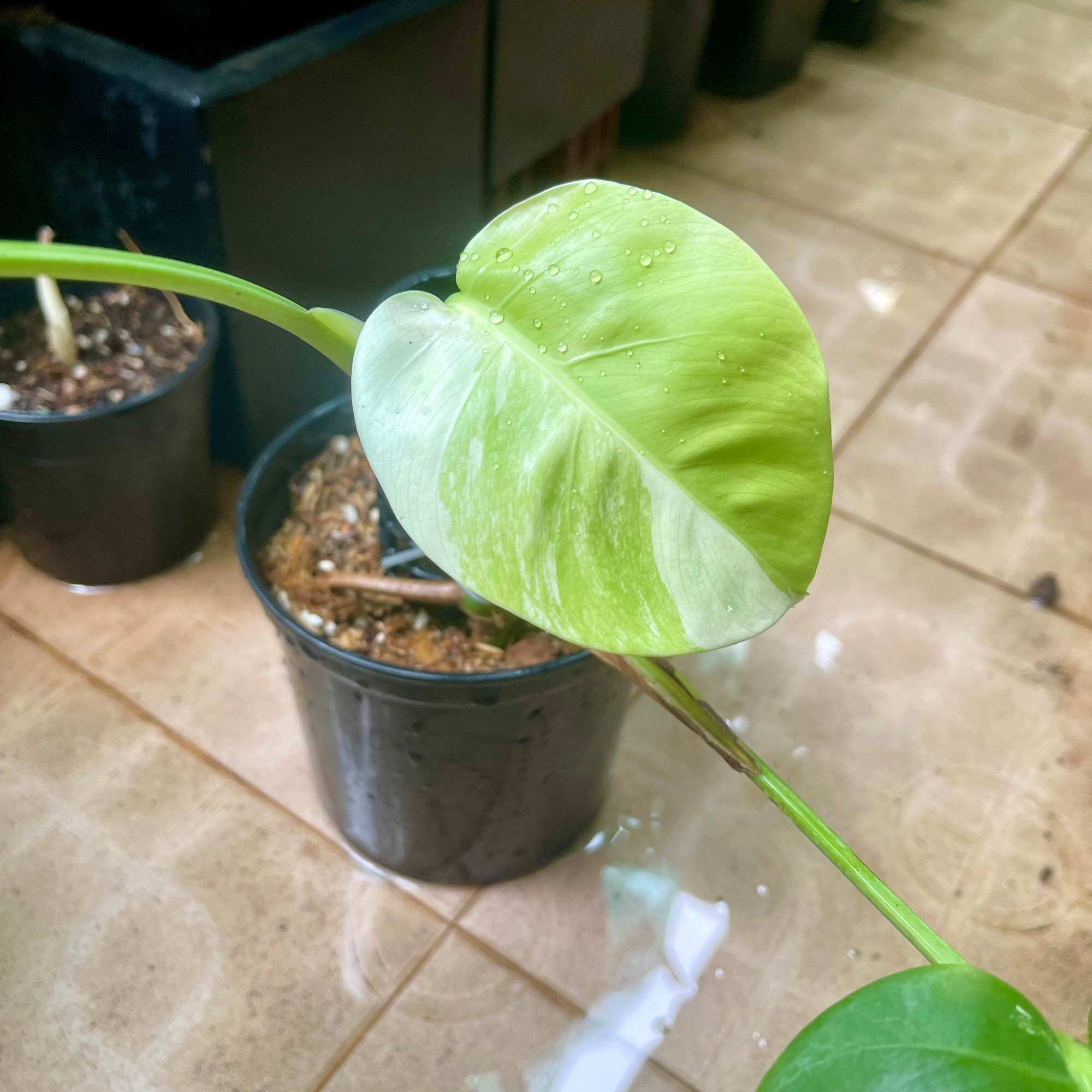 Trầu bà lá xẻ monstera abbo
