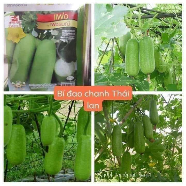 30H Hạt giống bí đau chanh thái Lan