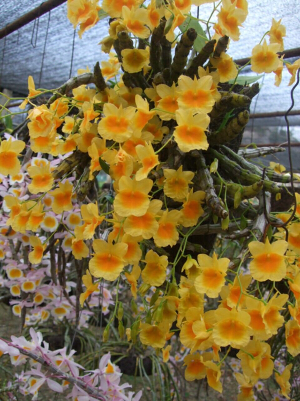 Hoa lan kim điệp xuân. 1 khóm 50k