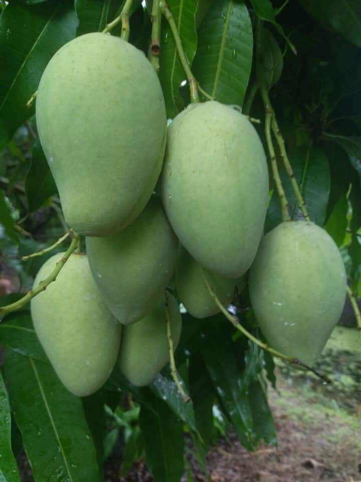 CÂY XOÀI CÁT HÒA LỘC
