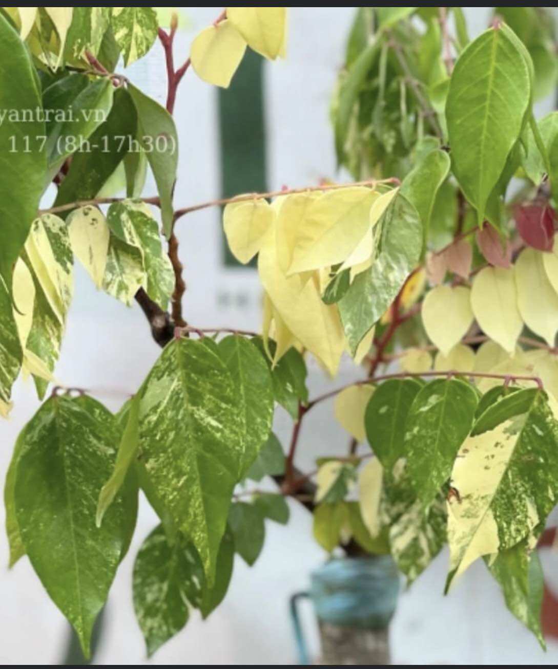 Cây khế Cẩm thạch