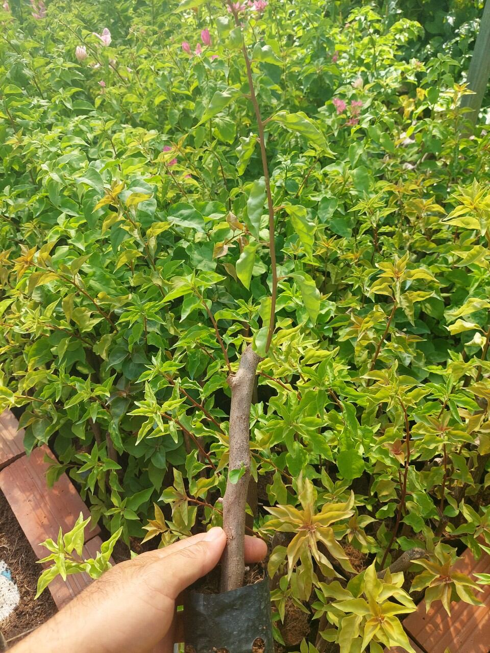 cây Giấy đỏ lửa nguyên bản (cây giống)