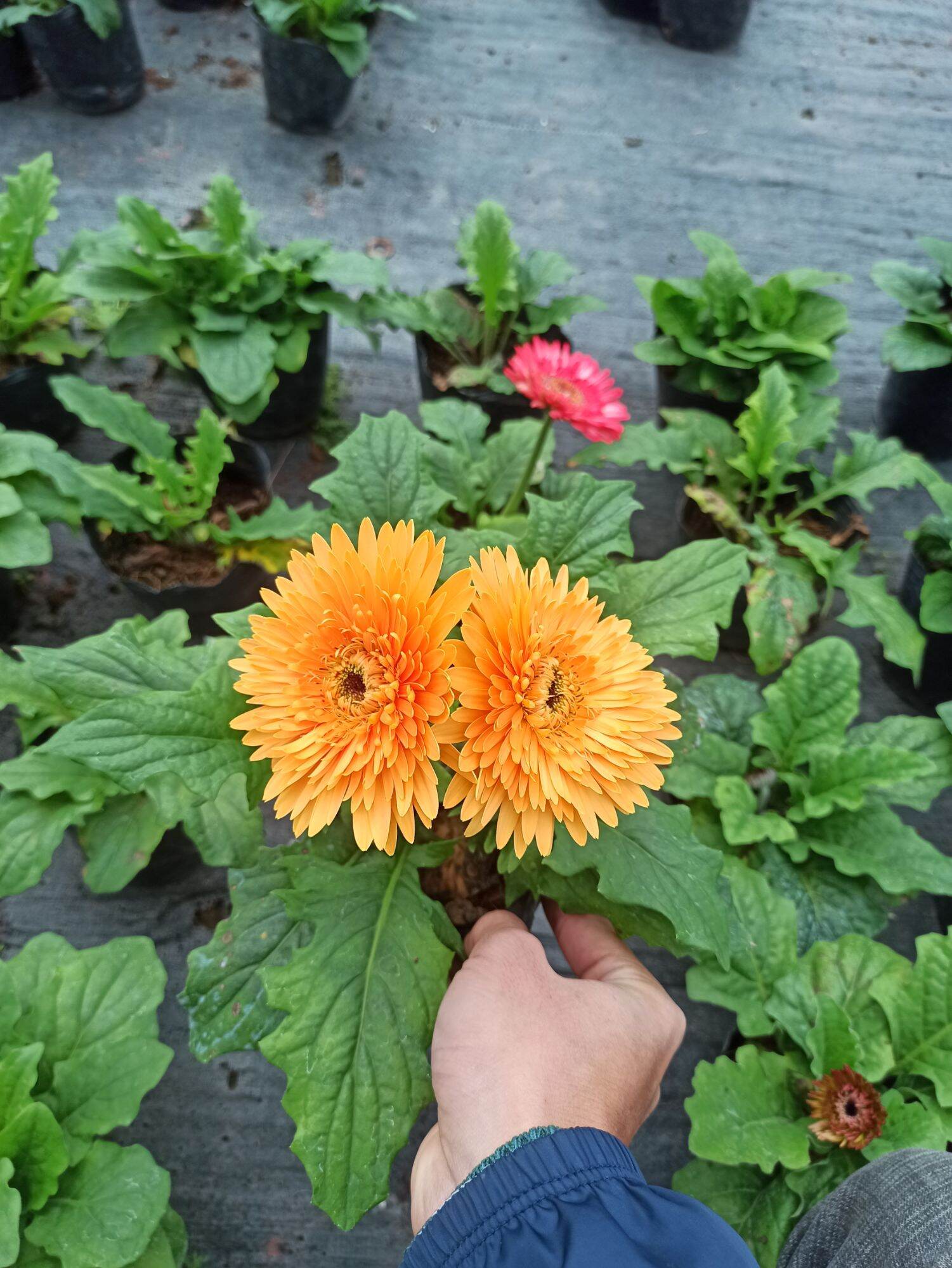 Chậu đồng tiền đang nụ