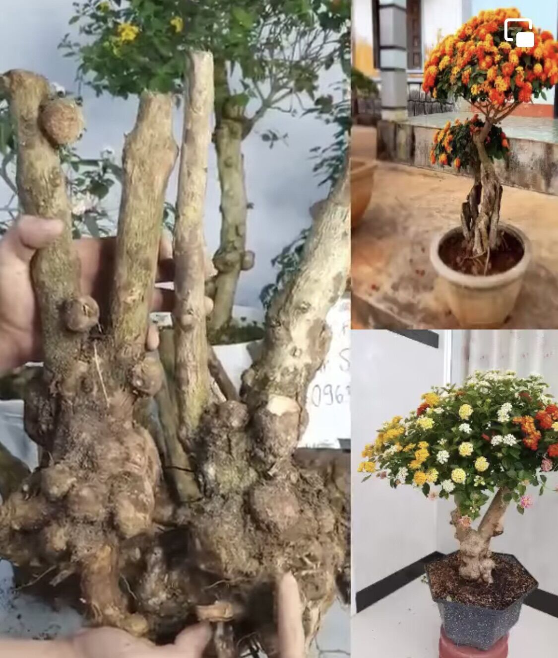 Phôi hoa ngũ sắc, phôi ngũ sắc, nhiều u cục làm cảnh bonsai, cây cảnh, cây hoa cảnh đẹp