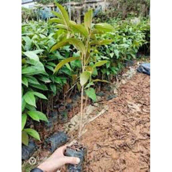 cây sầu riêng ruột đỏ siêu sớm