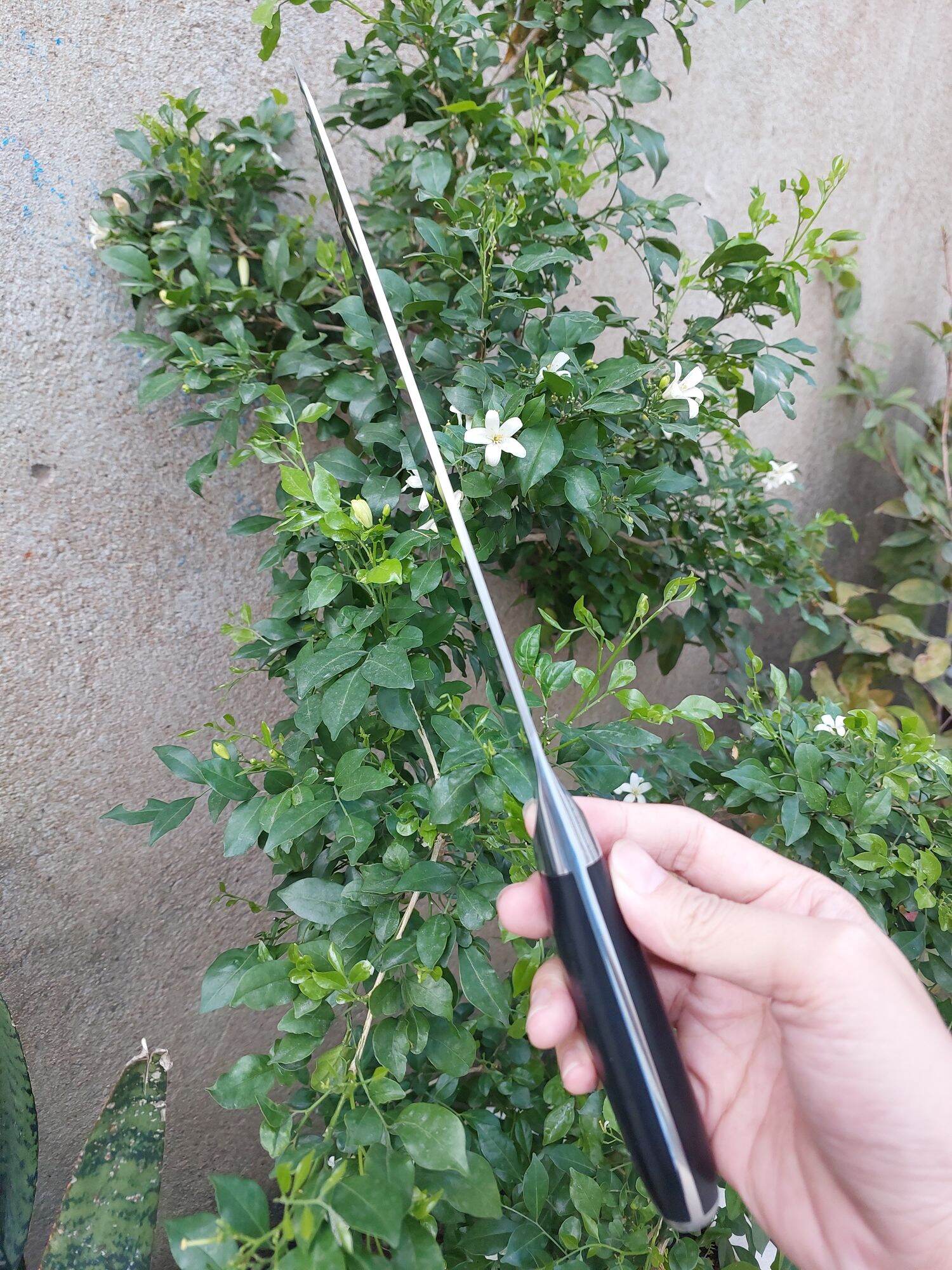 Dao thái thịt cán gỗ hàng Nhật, dài 33cm, sắc bén