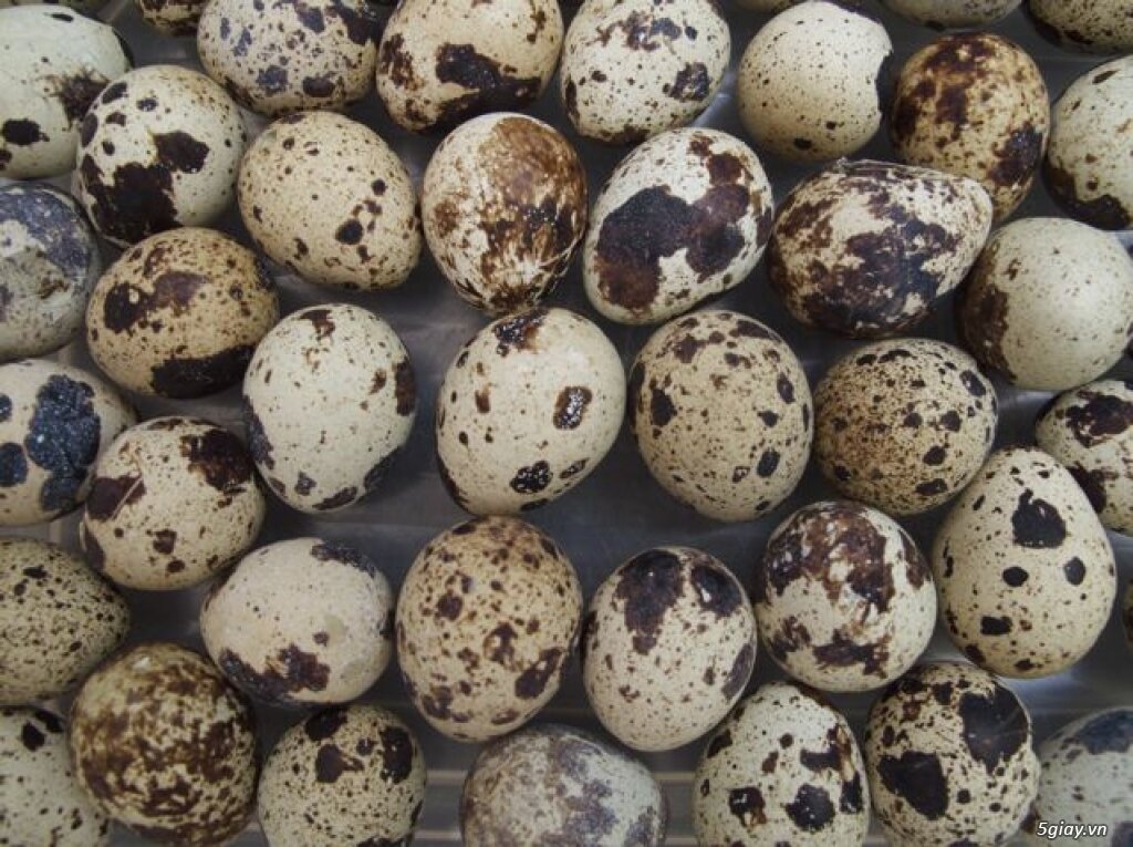xã kho 20 trứng cút lạc