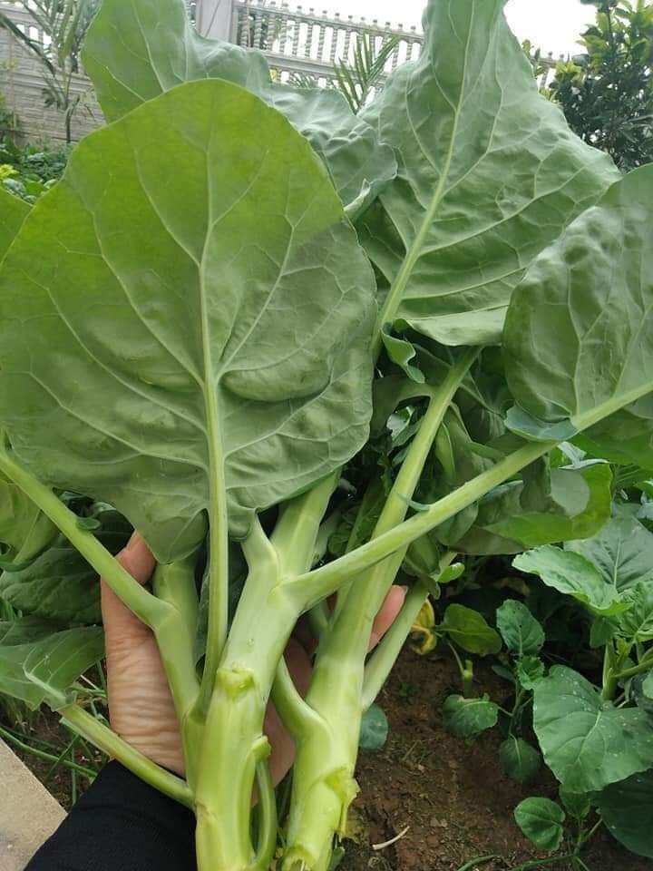 HẠT GIỐNG CẢI RỔ ( CẢI NGỒNG LÀN)
