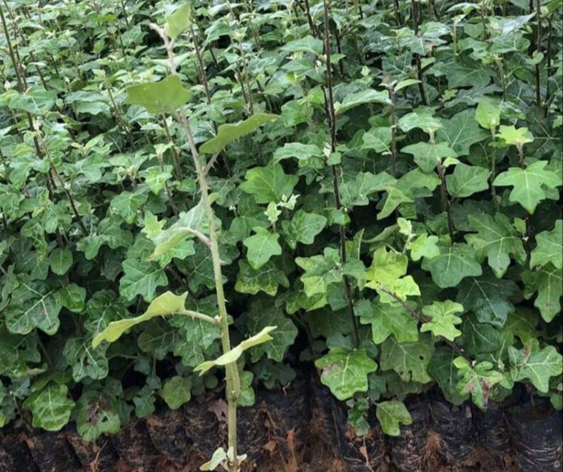 Cây cà gai leo/cây giống