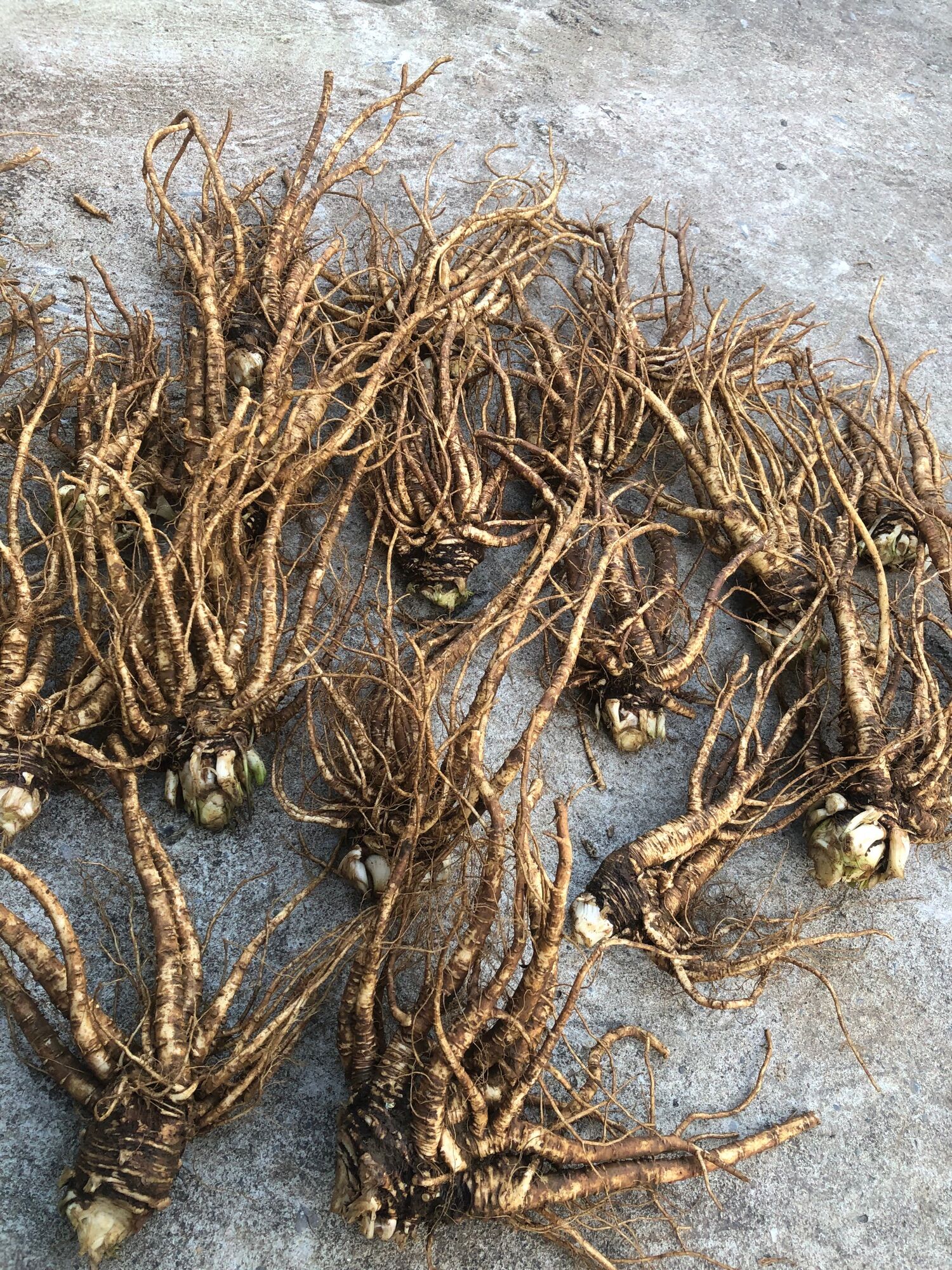 Sâm đương quy tươi (120.000/2kg)